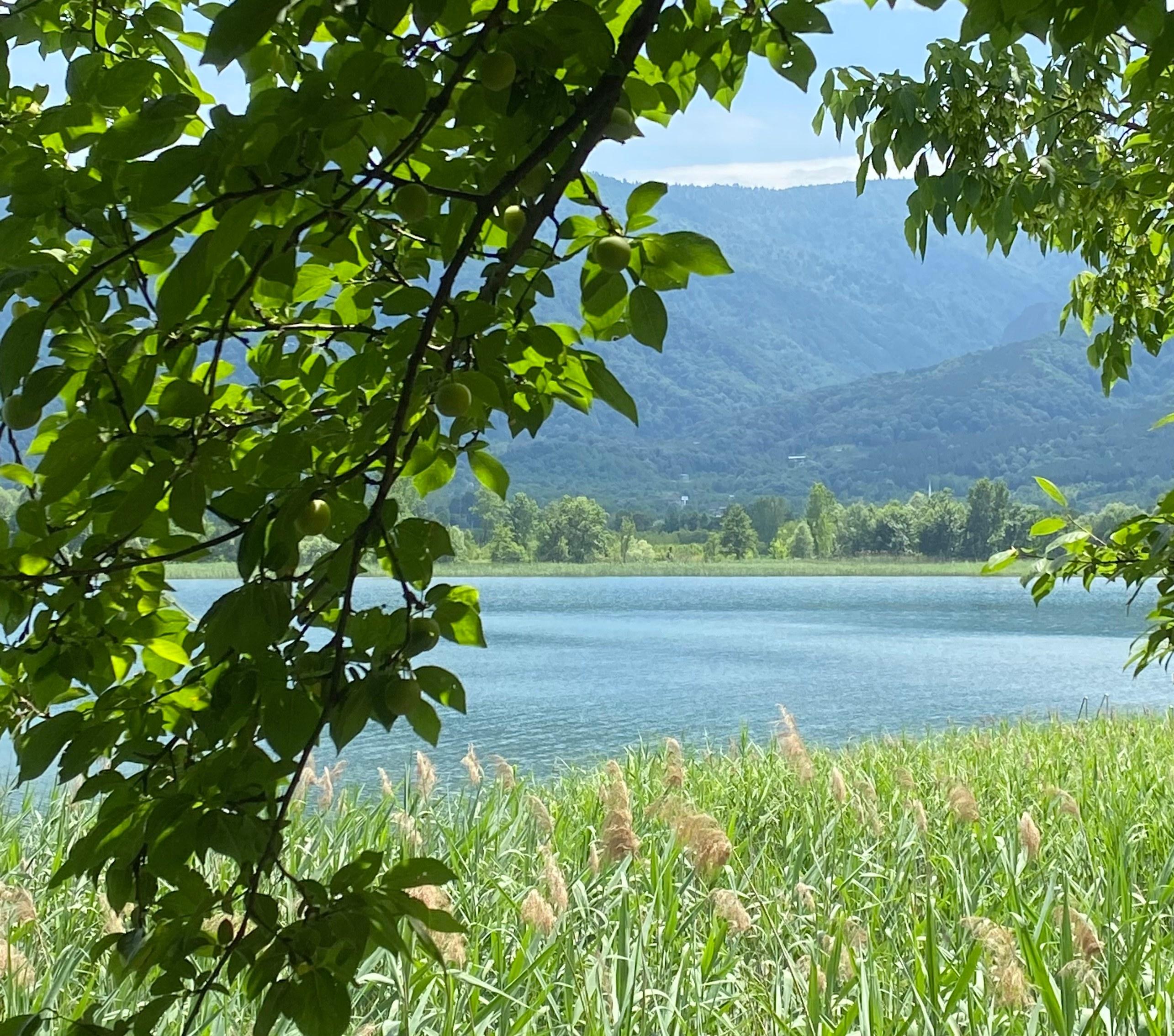 Sapanca Gölü — yeşil kıyı manzarası